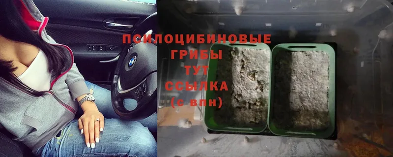 Псилоцибиновые грибы MAGIC MUSHROOMS  купить наркоту  Урень 